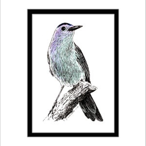 Catbird Pen and Ink Print
