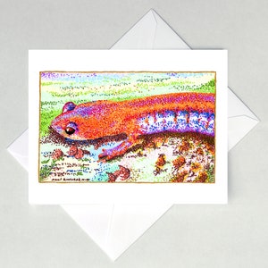 Biglietti di auguri con la salamandra dal dorso rosso