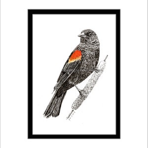 Red-winged Blackbird Pen and Ink Print
