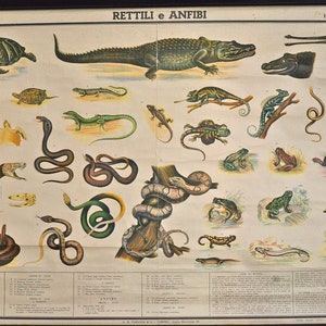 Puede incluir: Póster educativo vintage titulado "RETTILI E ANFIBI" (Reptiles y Anfibios) con ilustraciones de varios reptiles y anfibios. El póster incluye tortugas, serpientes, lagartos, ranas y salamandras, con texto en italiano.
