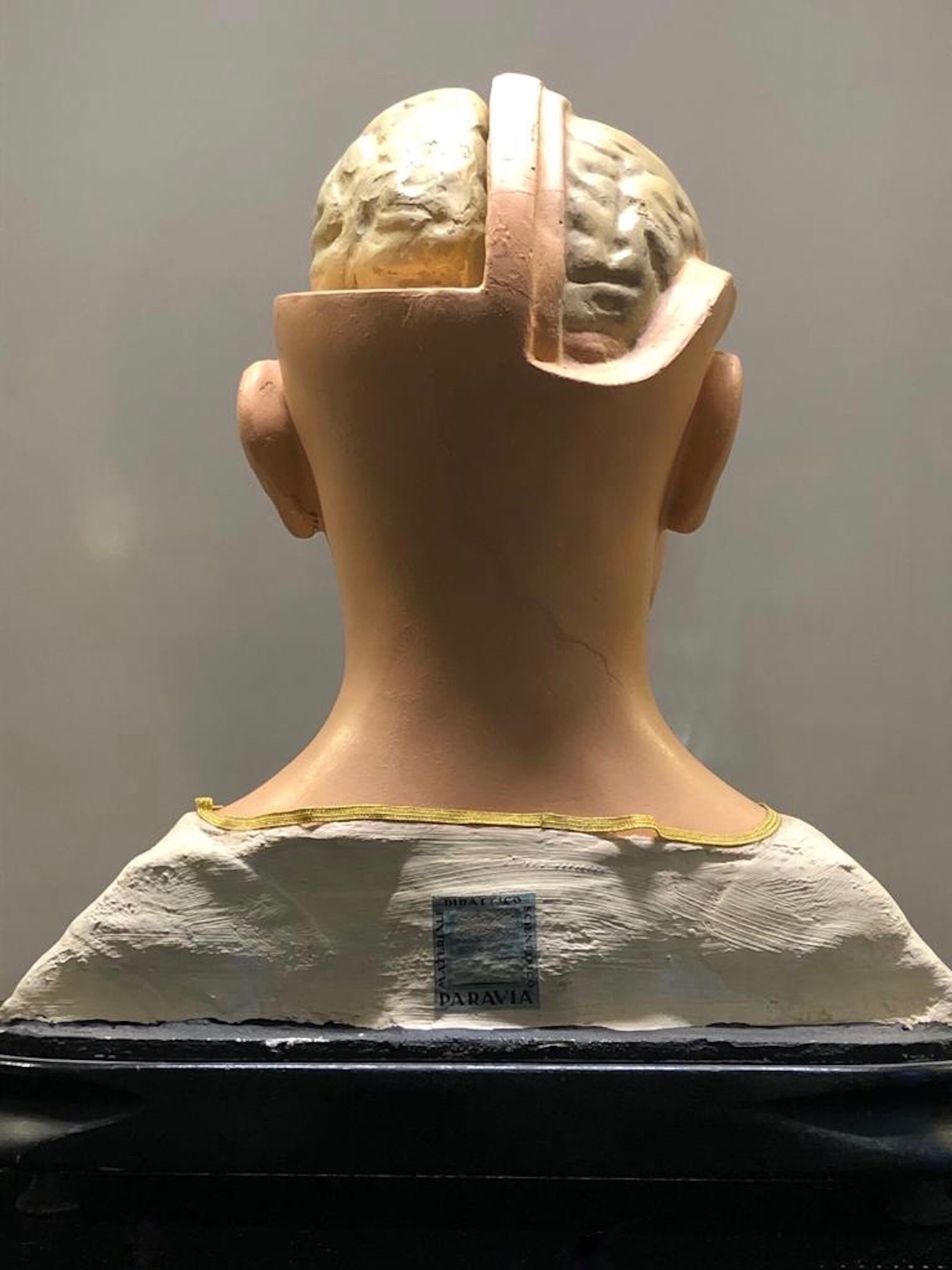 解剖学的石膏モデル、女性の頭、手描き、ガラスの目、木製ベース