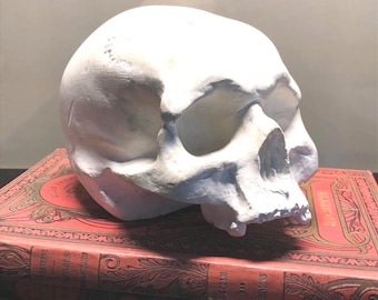Human Skull Replica in White Plaster – Anatomical Model – Artist Study Sculpture – Cabinet of Curiosities Skull – Memento Mori Decor
