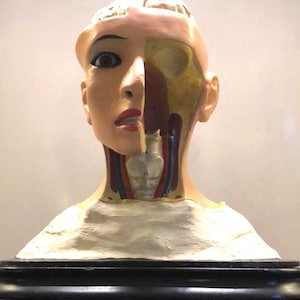 Vintage Paravia Anatomical Female Head Model - Hand Painted Plaster, Glass Eye on Wooden Base - Italy 1920s-30s - Educational