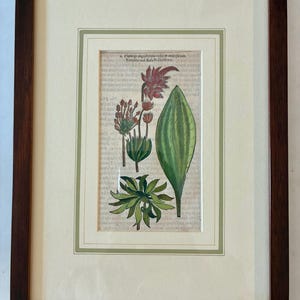 May include: Framed botanical print featuring detailed illustrations of various plants and flowers in shades of green, red, and brown. The artwork is set against a backdrop of aged paper with text, encased in a cream mat and a dark brown wooden frame.