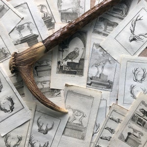 Una singola stampa, corna di animali, cervo, alce, cerbiatto, no fotocopia, no pixel, antica carta pergamena, libro antico del XIX sec.