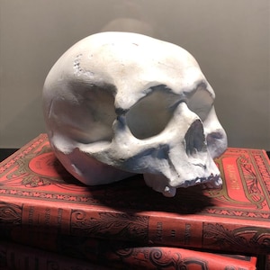Human skull replica in white plaster | Life-size anatomical model | Artistic sculpture, Wunderkammer curiosity