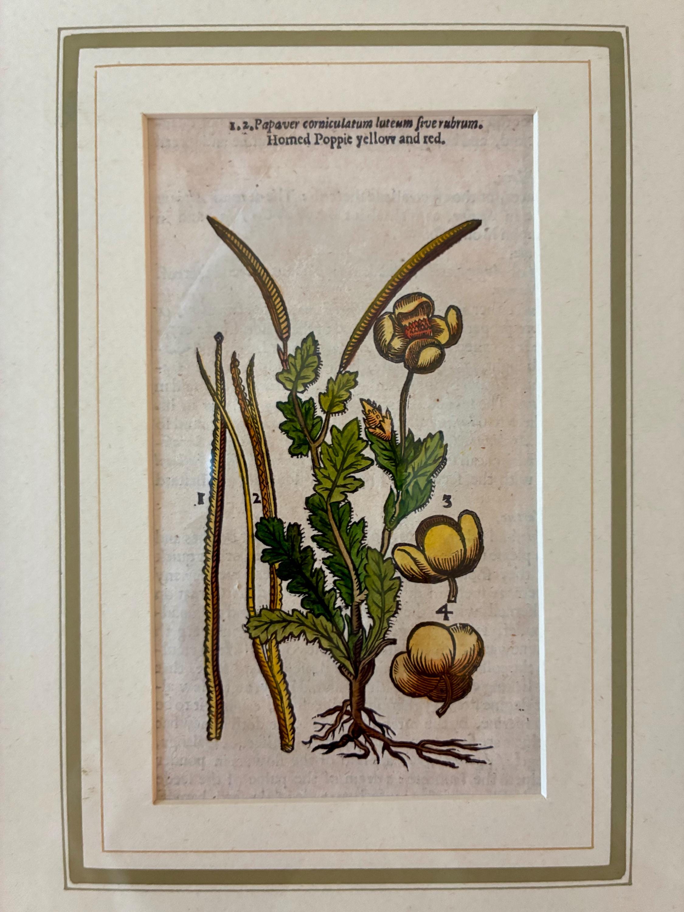 ポピー、手作りの紙に描かれたアンティーク植物画 - 16世紀/17世紀の 
