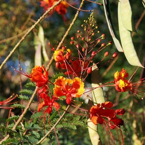 Mexican Redbird Red Bird of Paradise Peacock Flowers Caesalpinia Pulcherrima 20 Seeds Texas Plants
