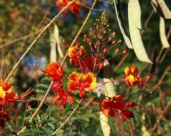 Mexican Redbird Red Bird of Paradise Peacock Flowers Caesalpinia Pulcherrima 20 Seeds Texas Plants