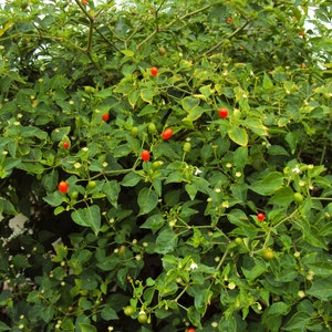 Chiltepin Birds Eye Bird Pepper Wild Chili Heirloom Pepper Premium Seeds VERY HOT