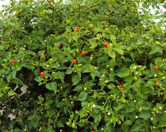 Chiltepin Wild Chili Pepper Seeds: Heirloom Bird's Eye Variety