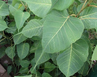 Fresh Bodhi Leaves – Sacred Fig, Peepal, Alamo, bồ đề – US Grown Crafts