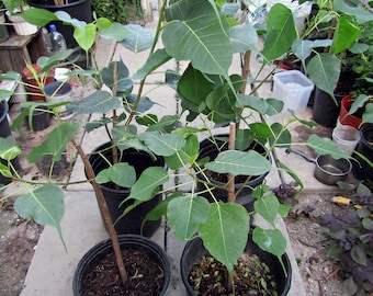 Organic Bodhi Tree Live Plant, Sacred Fig Ficus Religiosa, Peepal Tree, bồ đề, Bare Root, Your Choice, Spiritual Plant Gift