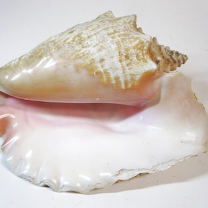 Große natürliche Königin Conch gehörnte rosa Muschel-nautische Stranddekoration SS # 6