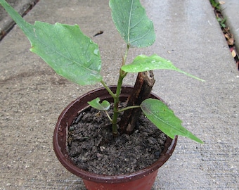 Organic Sacred Fig Tree Live Bodhi Peepal Plant Ficus Religiosa bồ đề, 2 Sizes