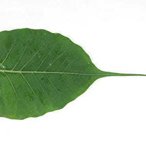 May include: A vibrant green leaf with a distinctive heart-shaped base and a long, slender tip. The leaf's surface displays prominent veins and small water droplets, set against a clean white background. This botanical image highlights the natural beauty of the plant.