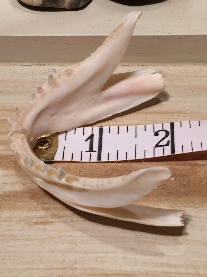 red snapper making bones rar extractor red snapper making bones rar extractor