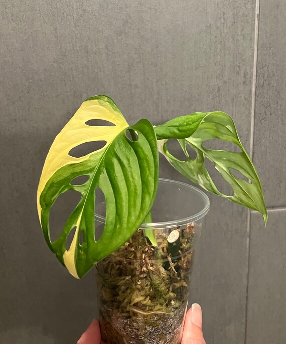 Variegated Albo Monstera Adansonii 2 Leaf Rooted Plant Tricolor Variegata -  Etsy