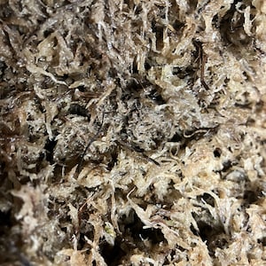 New Zealand  Sphagnum moss long fibers compressed 150 gram brick makes 2 gallons for plants and pets soil free gardening medium conditioner