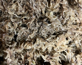 New Zealand  Sphagnum moss long fibers compressed 150 gram brick makes 2 gallons for plants and pets soil free gardening medium conditioner