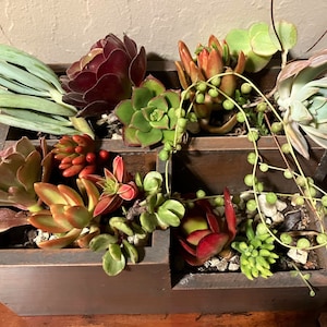 15 boutures de plantes succulentes assorties pour terrariums de jardin, mini cordes colorées de sedum, perle Crassula Aeonium