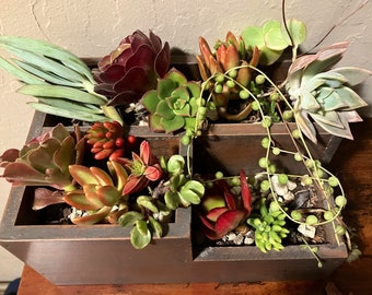 15 Assorted Variety Succulent Cuttings Clippings for Dish Garden Terrariums Mini Colorful Sedum strings pearl Crassula Aeonium
