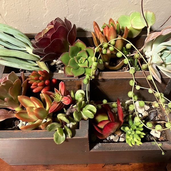 15 boutures de plantes succulentes assorties pour terrariums de jardin, mini cordes colorées de sedum, perle Crassula Aeonium