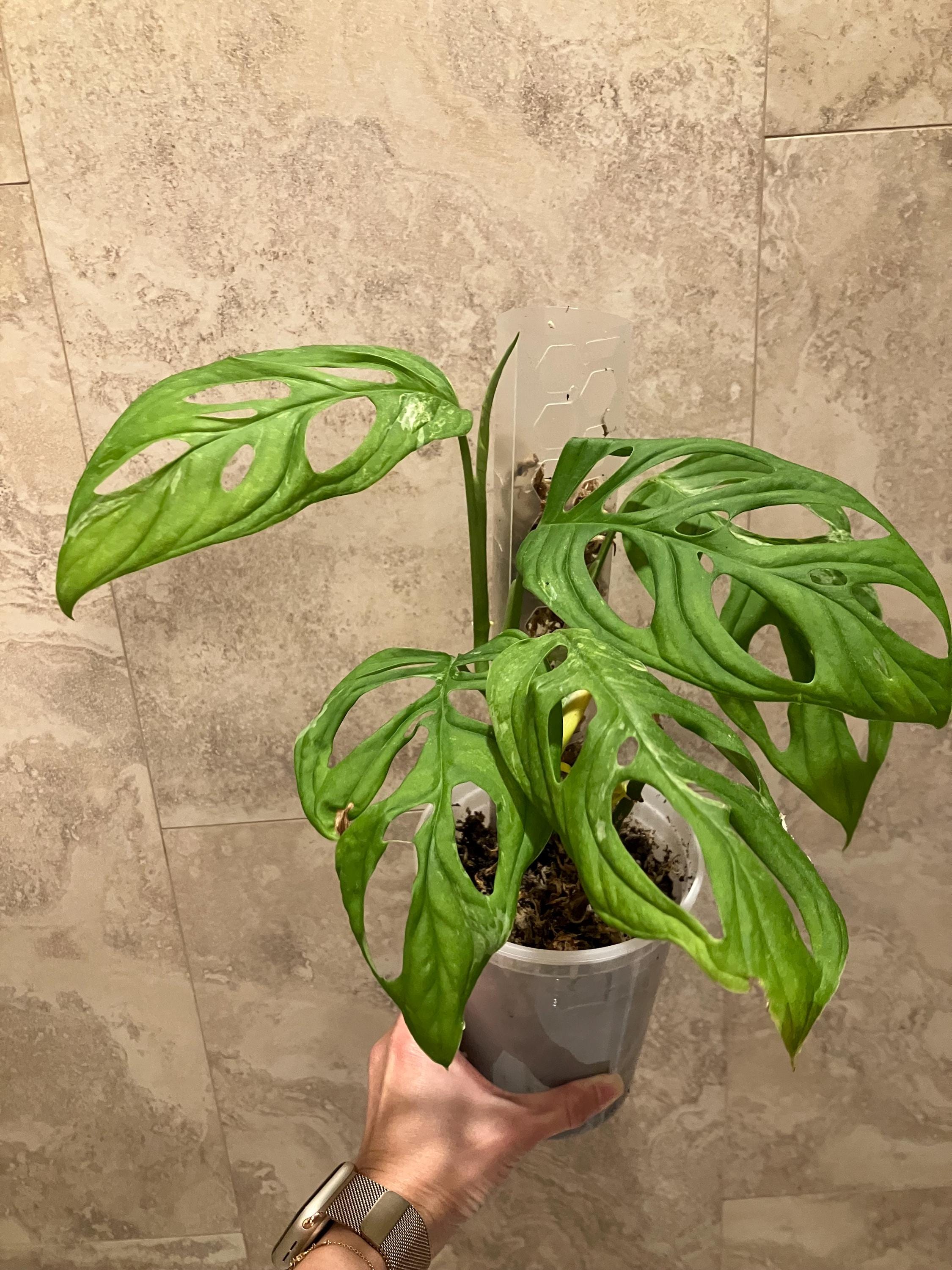 Monstera Adansonii Indonesian Mint plant