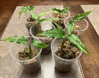 Monstera Obliqua Peru Rooted plant established