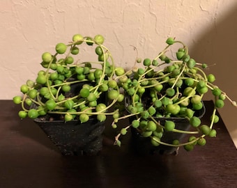 String of pearls 2” pots succulent