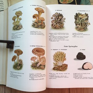 K&ouml;nnte beinhalten: Aufgeschlagenes Buch mit farbenfrohen Illustrationen verschiedener Pilze, darunter Pfifferlinge und Tr&uuml;ffel. Die Seiten sind vergilbt, und ein antiker Schl&uuml;ssel liegt auf dem Buch, was Natur und Vintage-Sammlerst&uuml;cke suggeriert.