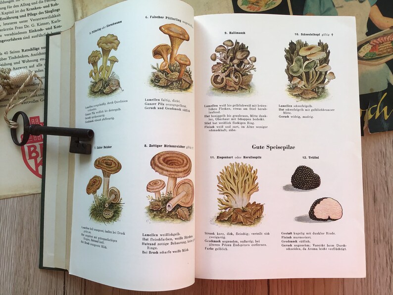 K&ouml;nnte beinhalten: Aufgeschlagenes Buch mit farbenfrohen Illustrationen verschiedener Pilze, darunter Pfifferlinge und Tr&uuml;ffel. Die Seiten sind vergilbt, und ein antiker Schl&uuml;ssel liegt auf dem Buch, was Natur und Vintage-Sammlerst&uuml;cke suggeriert.