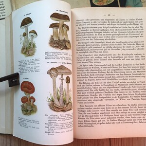 K&ouml;nnte beinhalten: Aufgeschlagenes Buch mit detaillierten Illustrationen verschiedener Pilzarten, darunter Parasolpilze und Morcheln, mit wissenschaftlichen Beschreibungen in deutscher Sprache. Ein antiker Schl&uuml;ssel liegt auf der Seite.