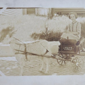 May include: A black and white postcard image of a person sitting in a small wagon pulled by a goat. The wagon has a sign that reads 