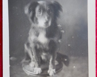 Adorable 1912 Scared Little Puppy Dog Canine RPPC Real Photo Postcard