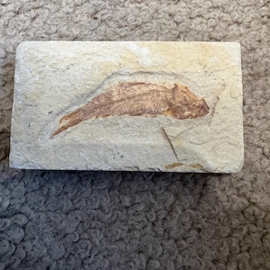 May include: A fossilized fish imprint in a rectangular stone. The fish is brown and detailed, with visible bones and fins. The stone is a light beige color, with a slightly rough texture. The fossil is centered on the stone.