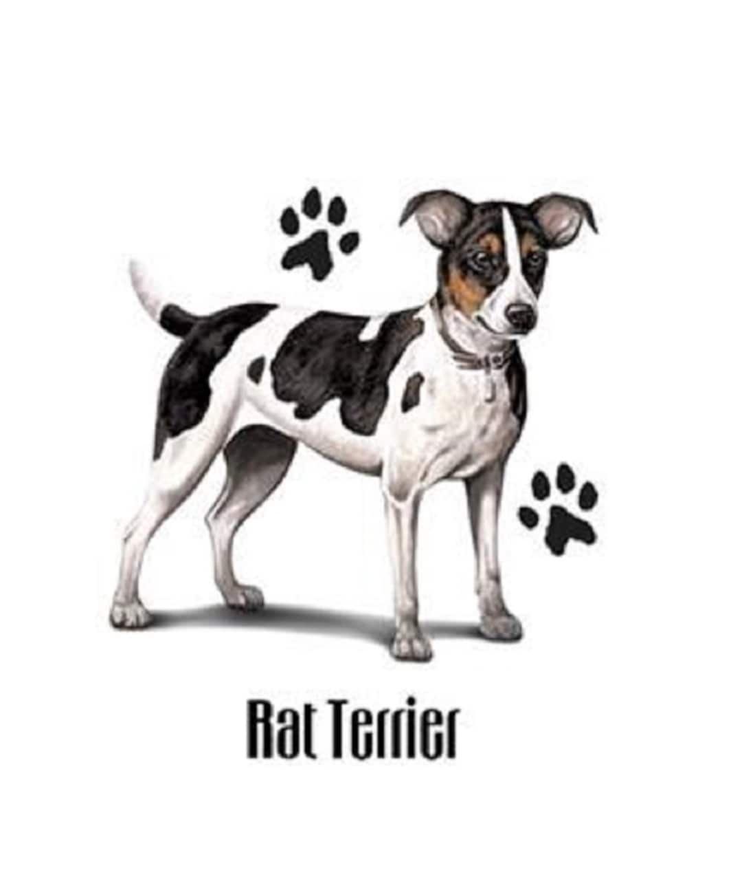 Rat Terrier Dog T Shirt sweatshirt, Hoodie Available on Request 897a Etsy