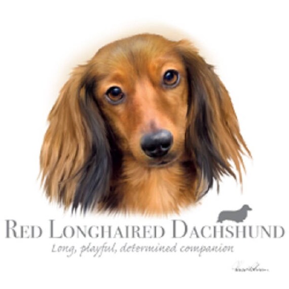 Long haired best sale dachshund t shirts