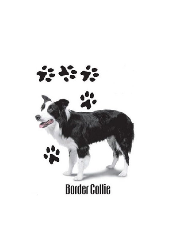 Azeeda Border Collie Unisex T-Shirt - 100% Super Soft Cotton, Sizes Small To XXL - View #7