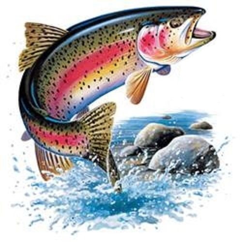 Rainbow Trout T Shirt, Jumping Trout Fish, Fishing Shirt, sweatshirt,  Hoodie Available on Request 249e -  Canada