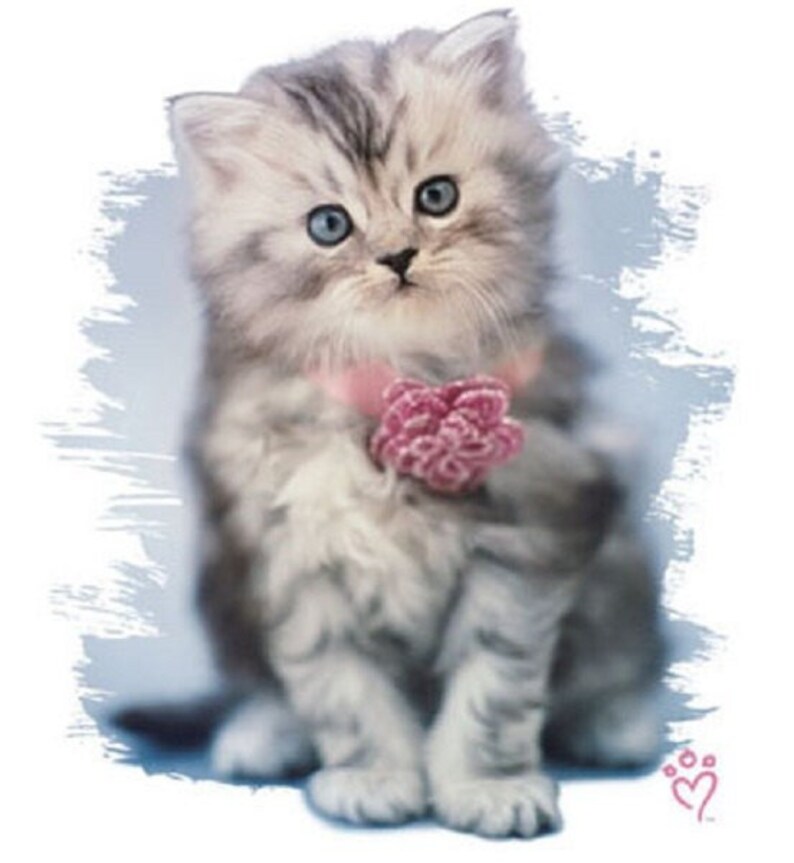 May include: A fluffy gray and white kitten with blue eyes sits on a light blue background. The kitten is wearing a pink flower around its neck.