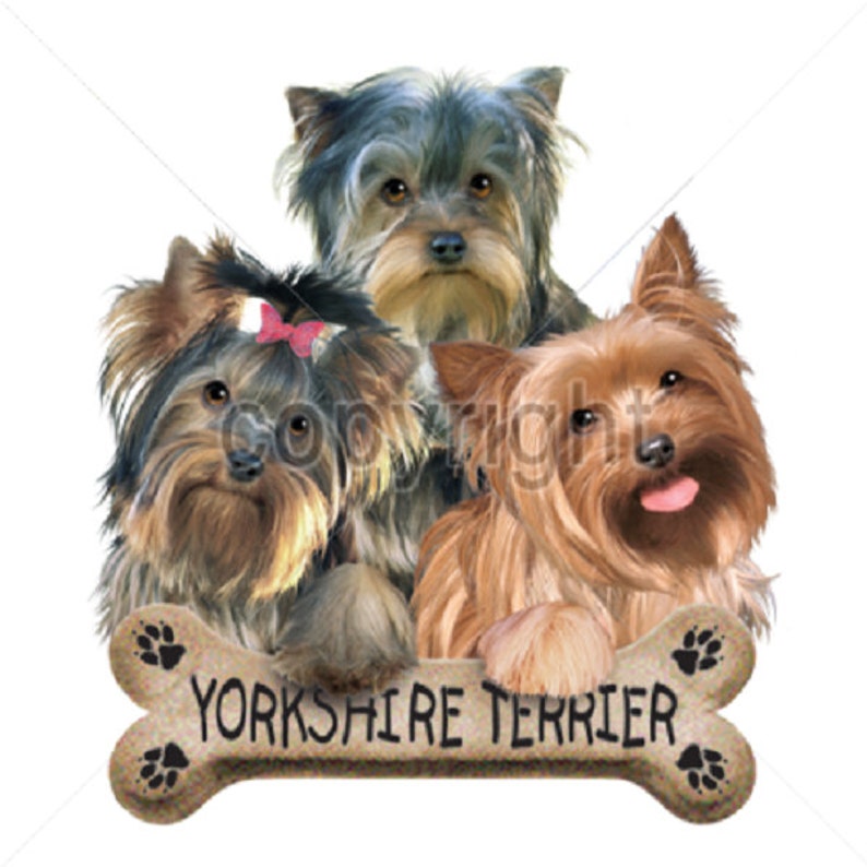 Yorkshire Terrier Sweatshirt
 Yorkshire Terrier Dog T Shirt sweatshirt Hoo Available Etsy