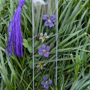 Purple Love