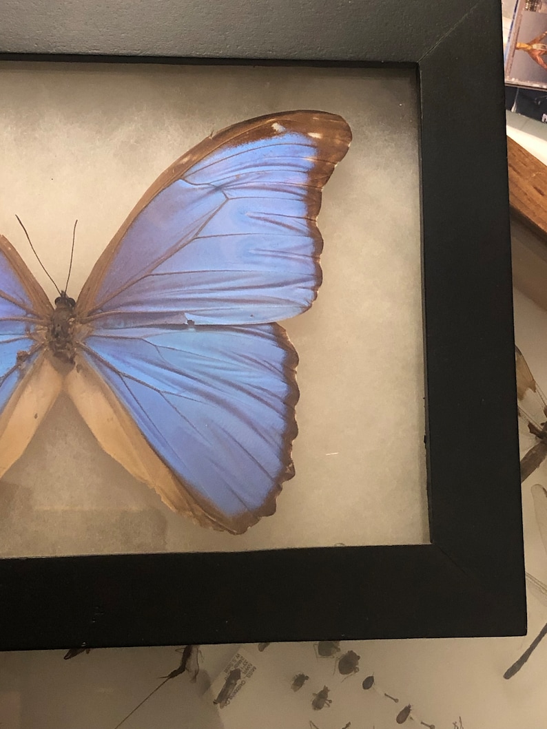 Essential Montessori Butterfly Mobile Visual Montessori Etsy