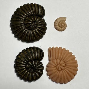 May include: Four decorative ammonite fossils in shades of brown and tan. Two are dark brown, one is small and tan, and the last is a light brown color. The fossils have a spiral shape and are on a white background.