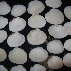 May include: A collection of 20 white clam shells arranged in rows on a black surface. The shells are various sizes and shapes, with some having a more pronounced ridge pattern than others.