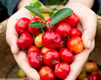 20 SEEDS Symsepalum dulcificum Miracle fruit RARE FRUIT
