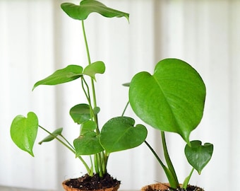 Monstera deliciosa, Fast Growing Tropical Fruit Vine, Live Plant Ships in 100% Biodegradable 4" Coconut Fiber Planter