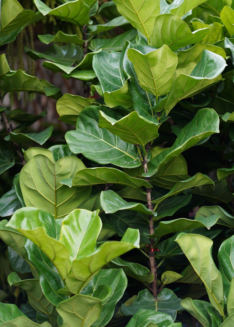 10/" Pot Ficus lyrata Live Tropical House Plant Tree 3 Gal Fiddle Fig