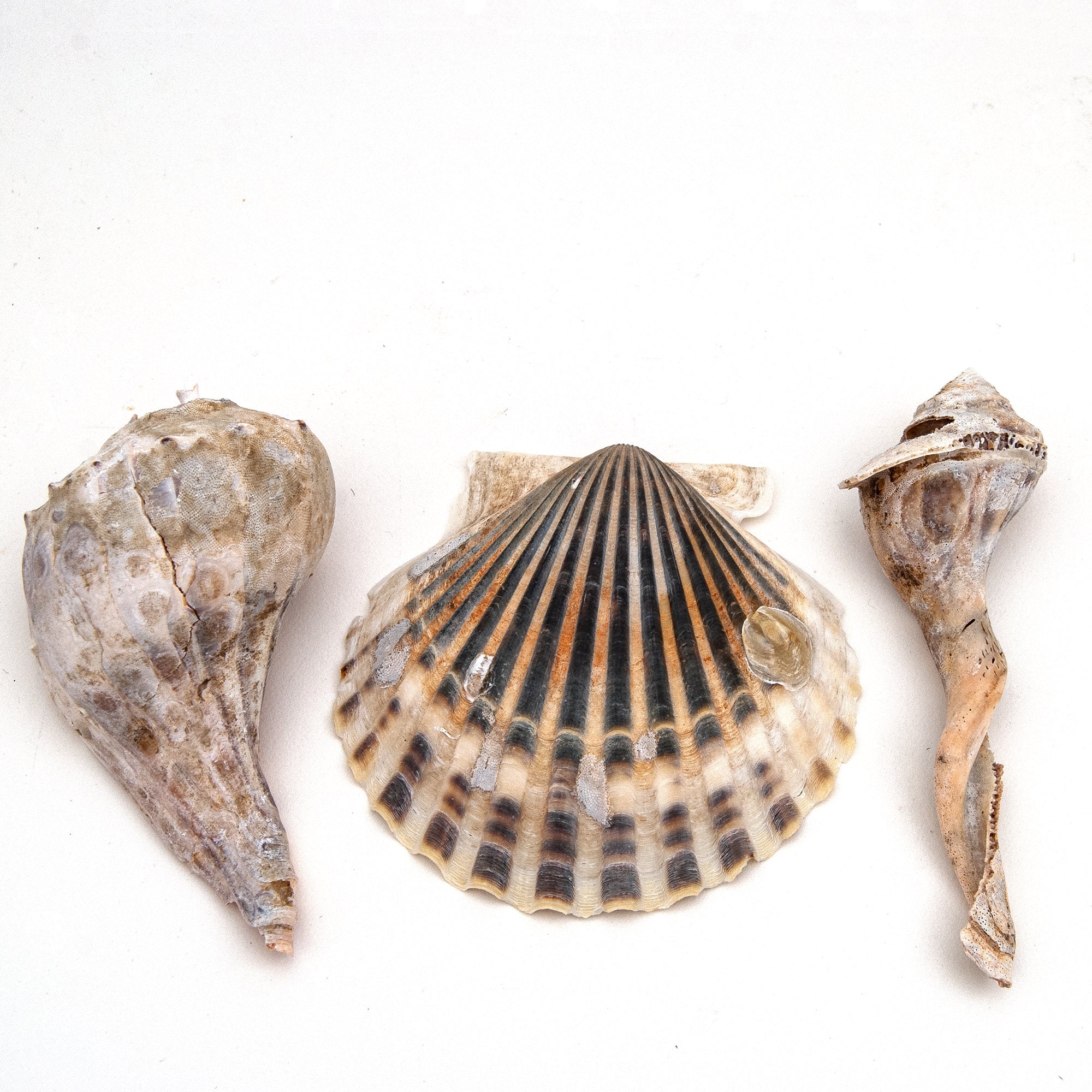 Three Unique Seashells From Cape Cod Beaches , Conch, Twisted, Ribbed